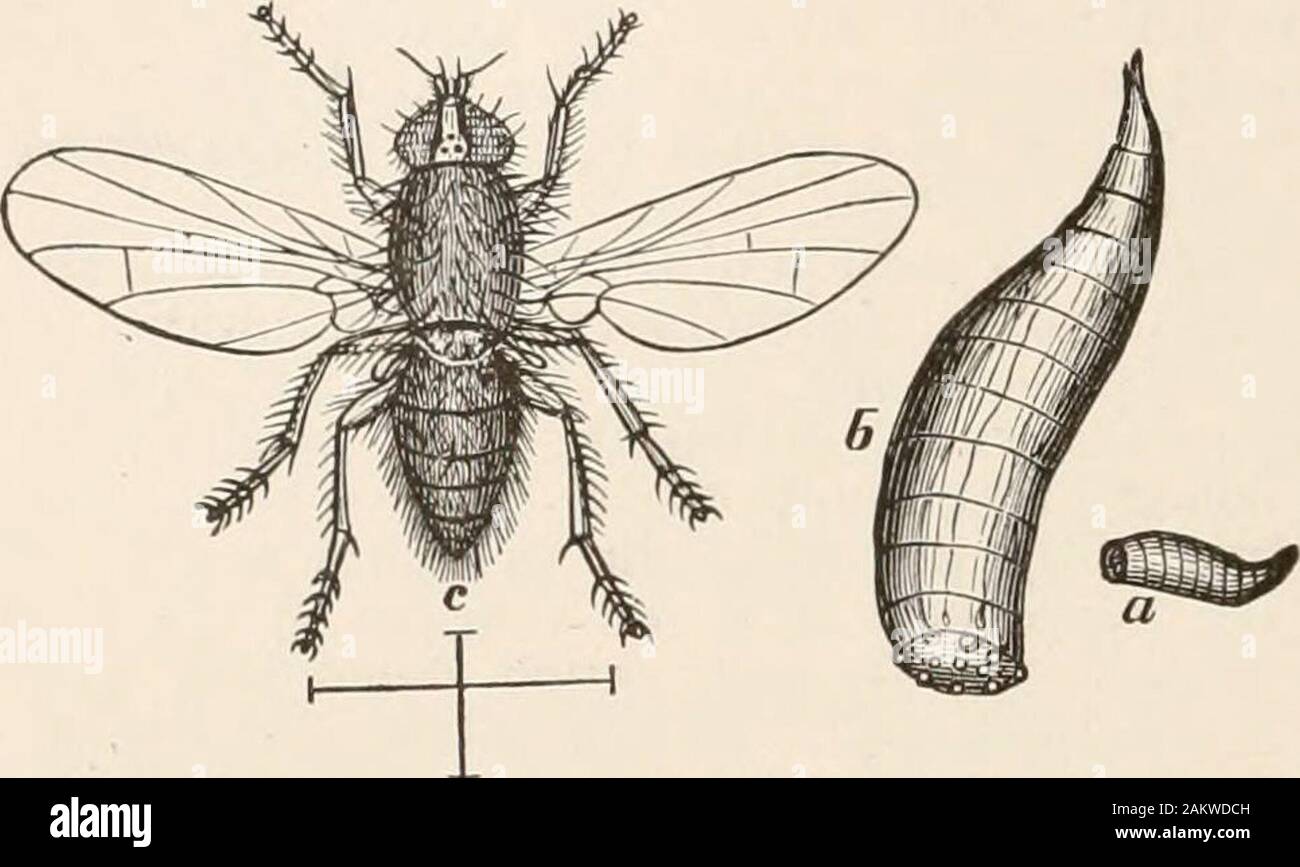 Entomology for beginners; for the use of young folks, fruitgrowers, farmers, and gardeners; . legs short; frontwith bristles near the crown. Calobata antennipennis Say. Family Psilidae. —Body slender; face receding, mouth small.Psila bicolor Meig. Europe and North America. Family Sciomyzidae.—Front with two bristles, one behind theother, on the side before the vertical bristles; middle tibiae with agreater number of bristles at the tip. Sciomyza, albocostata Fallen.Europe and North America. Family Helomyzidae.—Front bristly on the upper half only; all thetibiae spurred. Ilelomyza, apicalis Loe Stock Photo