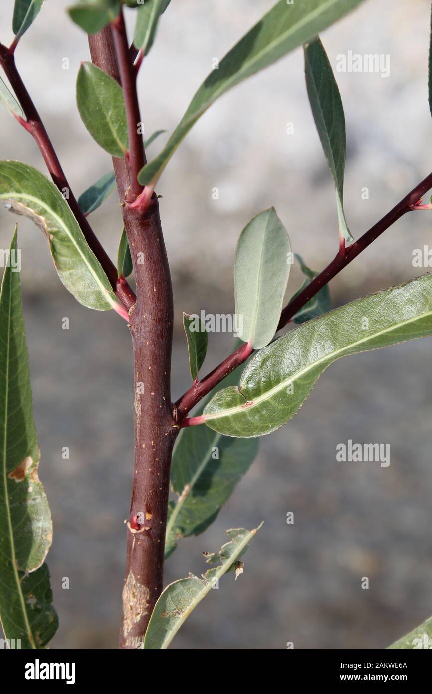 Red Willow, Salix Laevigata, growing native in riparian areas on