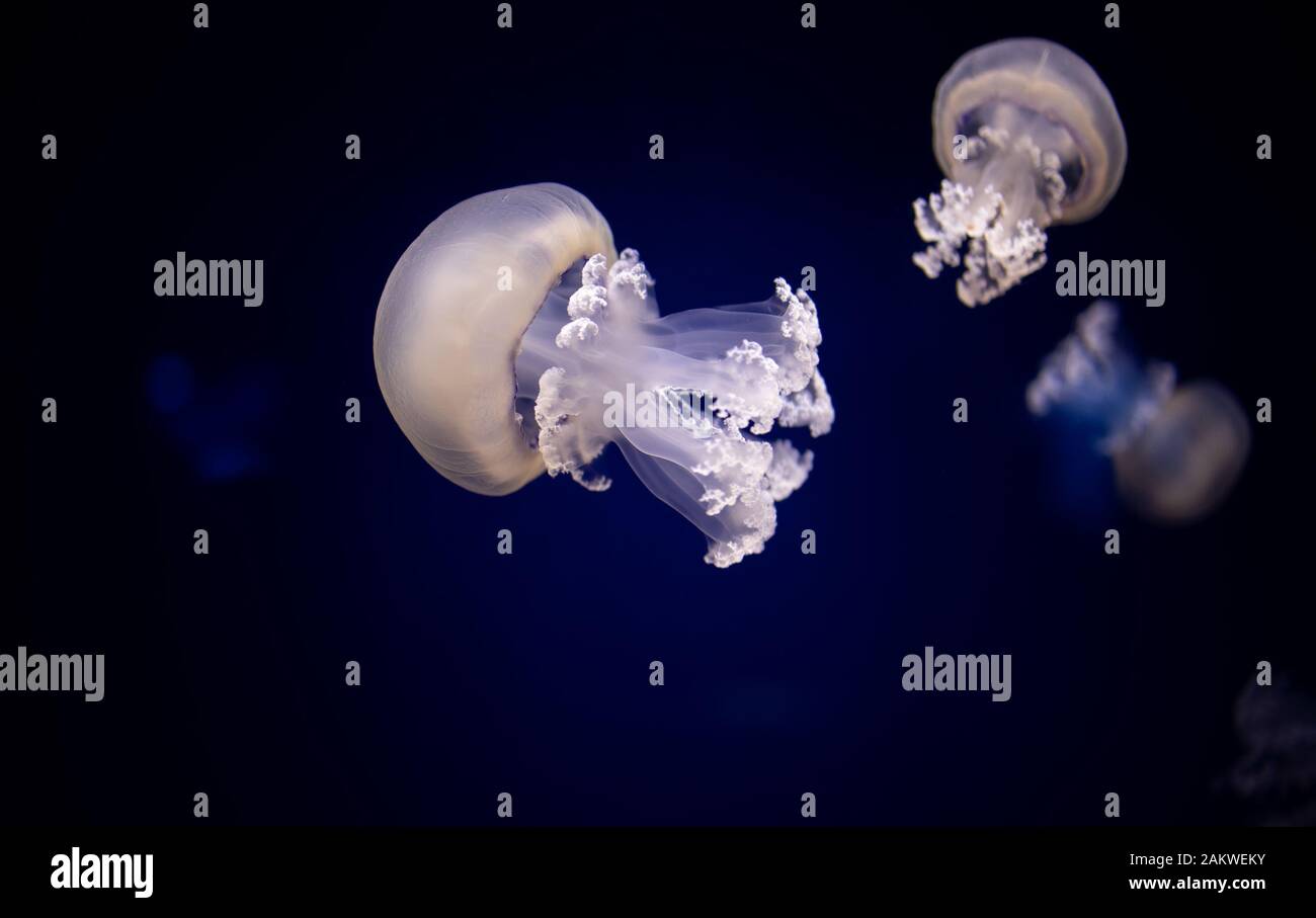 Barrel Jellyfishes, the dustbin-lid jellyfish or the frilly-mouthed jellyfish is a scyphomedusa in the family Rhizostomatidae Stock Photo