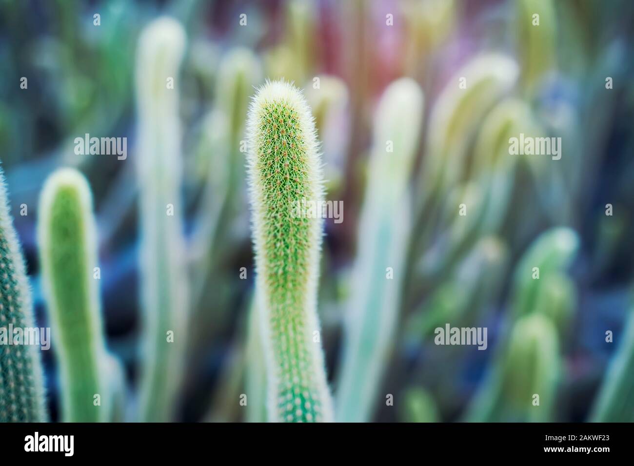A vibrant cactus thriving in a controlled botanical garden environment, showcasing its ribbed structure and protective spines