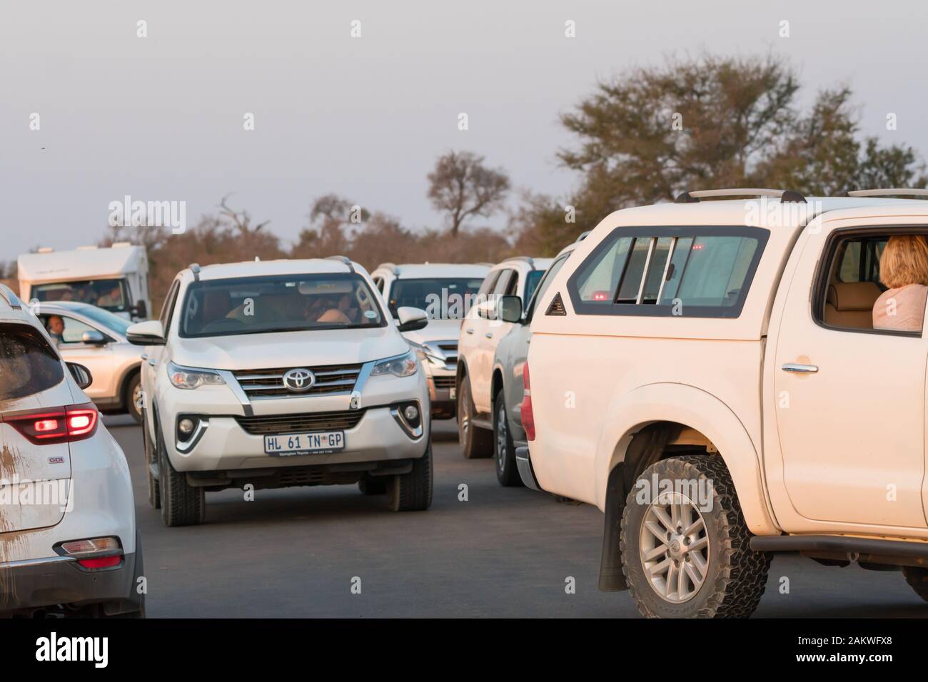 gridlock, road blocked, traffic jam during sunset at Kruger national park, South Africa at an animal or game sighting with many vehicles and cars Stock Photo