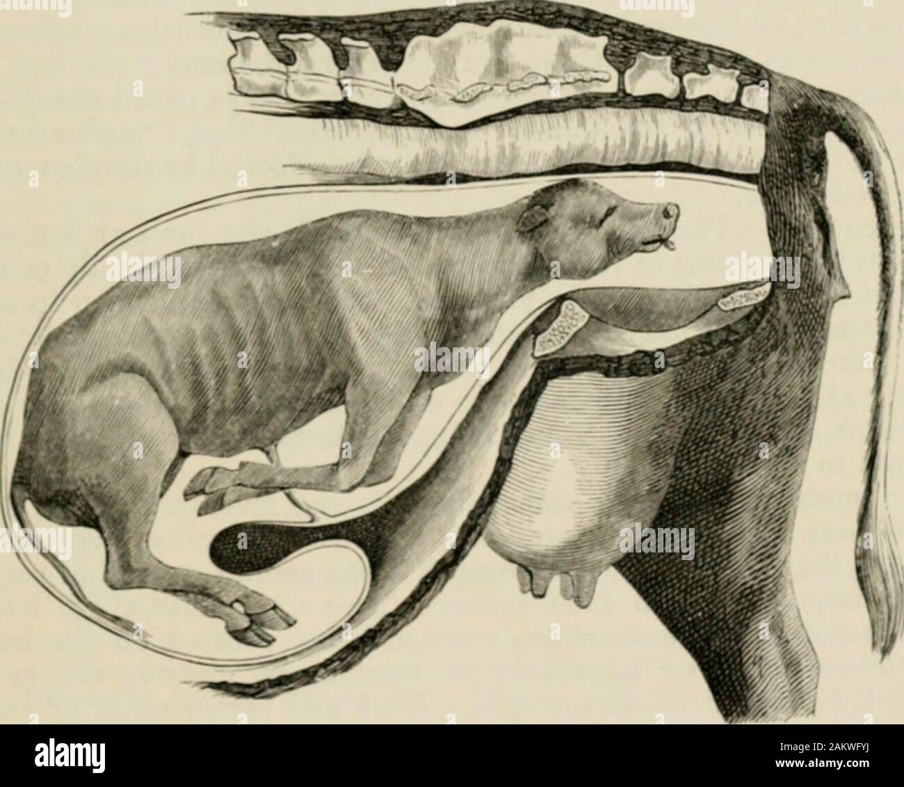 A text-book of veterinary obstetrics : including the diseases and accidents incidental to pregnancy, parturition and early age in the domesticated animals . ccomplished, the foetus runs great risk of dying fromasphyxia—indeed, the Foal is nearly always delivered dead in this com-plication ; so that death of the foetus may be said to be the rule in DYSTOKIA DUE TO THE FoUELIMm^. 441 shoulder presentations. With the smaller Ruminants, owing to theformation of the pelvis, birth is not often impeded. With the Sowand Garnivora—multiparous animals—this might almost be designateda normal presentation Stock Photo