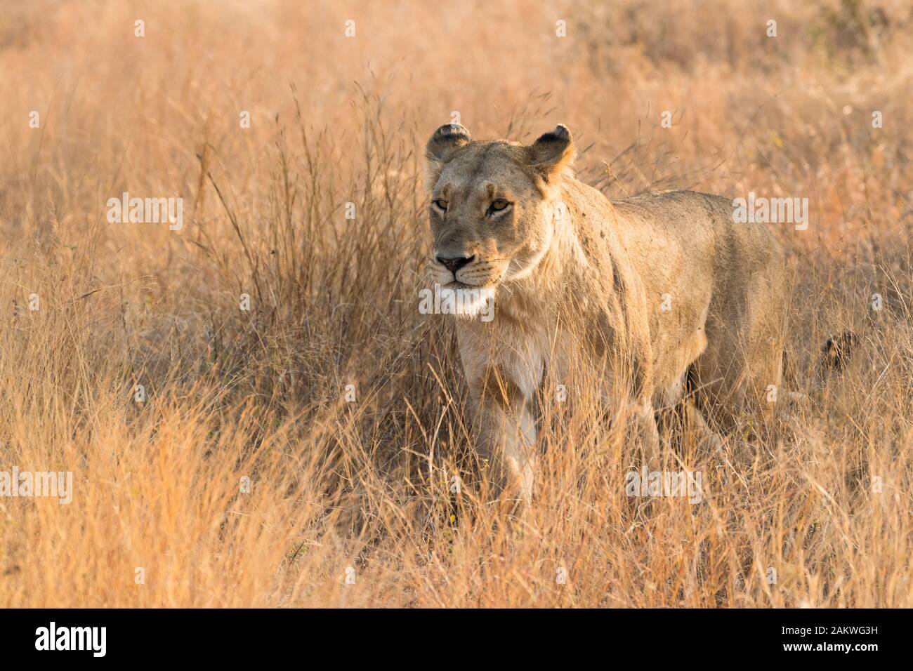 a lioness walks through long yellow grass in the African bush at Kruger national park in South Africa towards the camera in early morning soft light Stock Photo