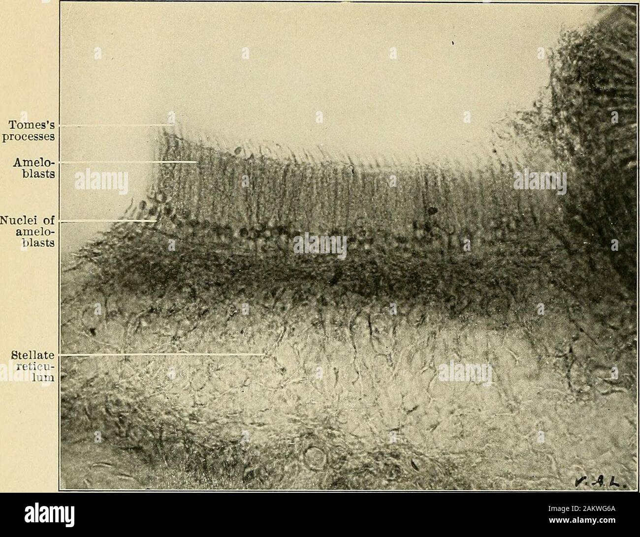 Stella Reticulum Follicle stellate hi-res stock photography and images - Alamy