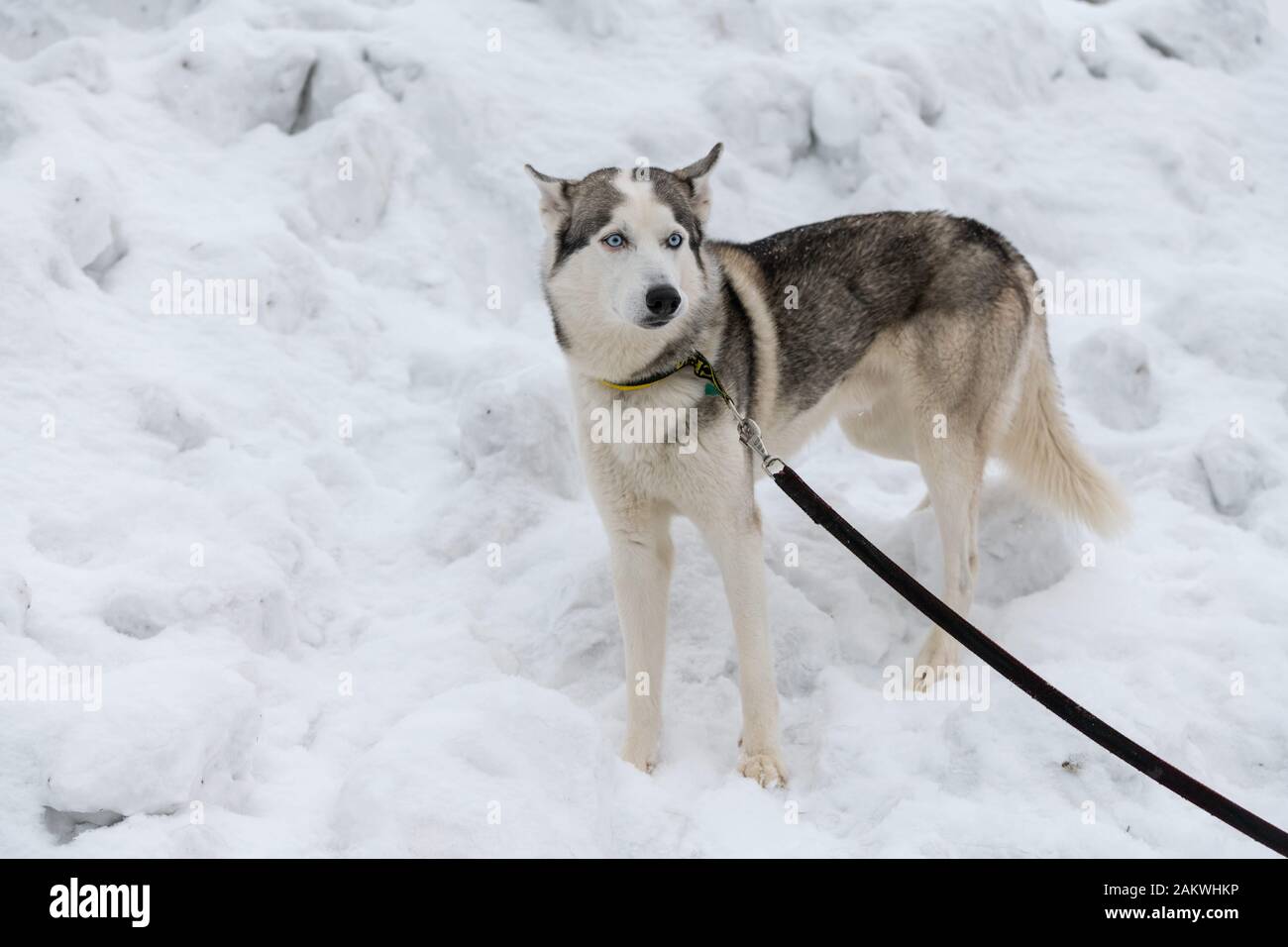 Leash training a deals husky