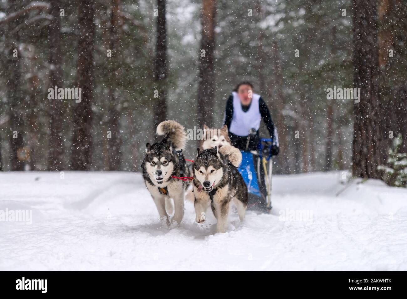 Sled dog racing. Husky sled dogs team pull a sled with dog musher ...