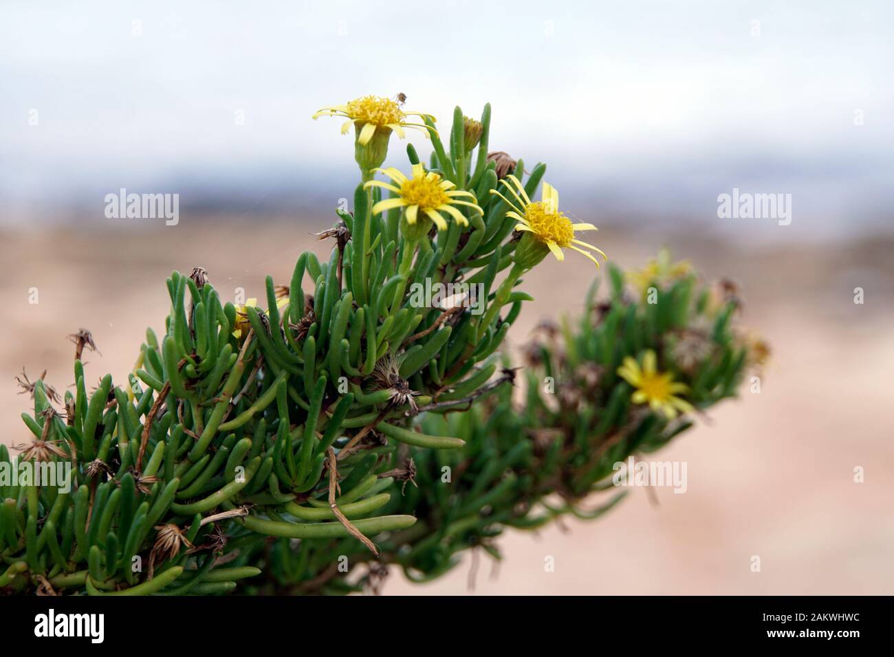 Salz-Alant (Limbarda crithmoides , Syn. Inula crithmoides) , Marfa, Mellieha, Malta Stock Photo