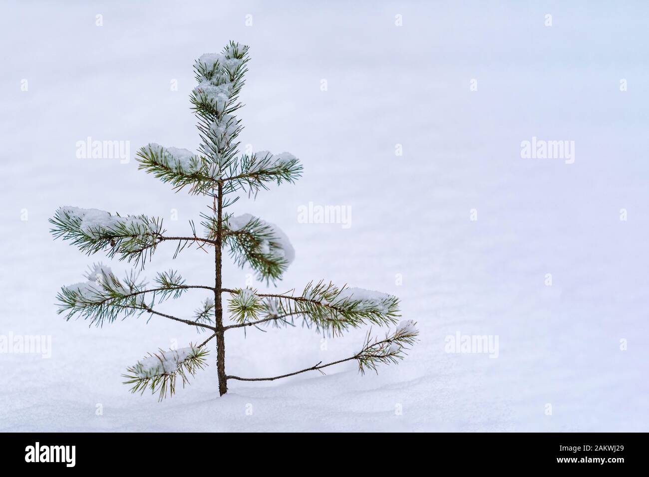 Heavy snowfall over fir tree hi-res stock photography and images - Alamy