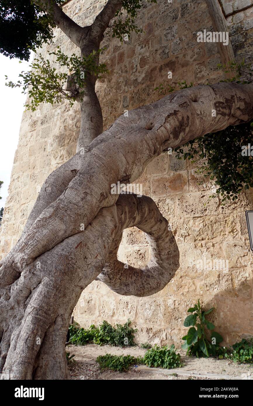 Skurril gewachsener Lorbeerbaum vor dem Griechen-Tor, Mdina, Malta Stock Photo