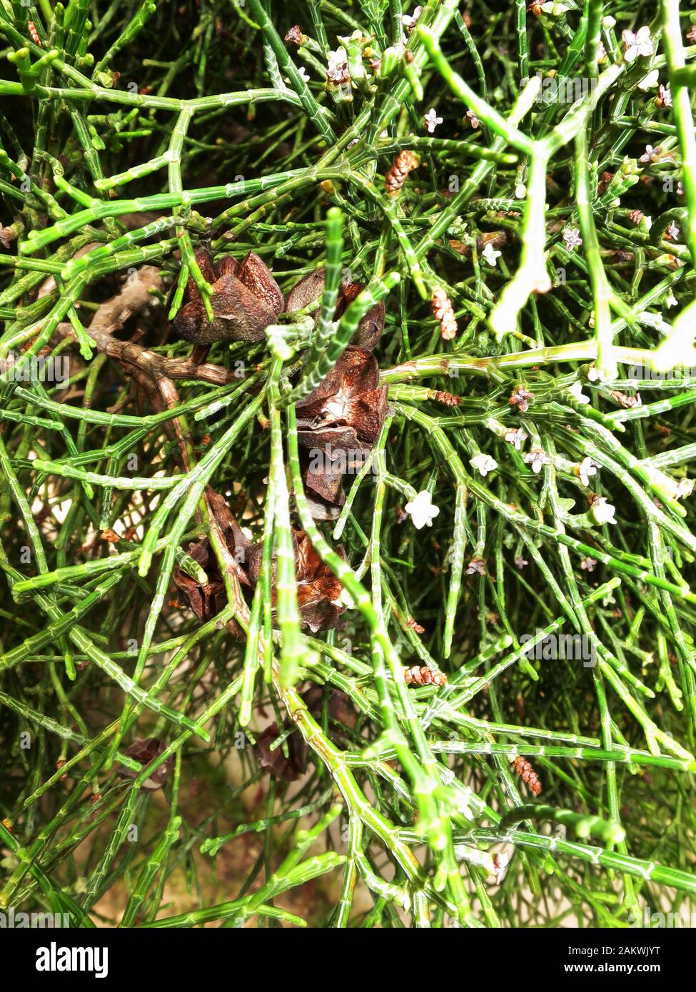 geöffnete Zapfen und Miniblüten des Sandarakbaum (Tetraclinis articulata), Gliederzypresse oder Berberthuja, Rabat, Malta Stock Photo
