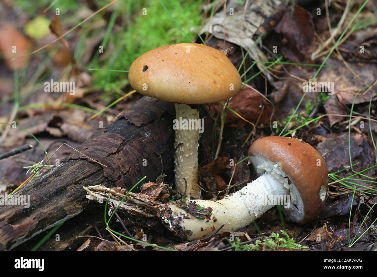 Stropharia hornemannii, known as luxuriant ringstalk or lacerated stropharia, poisonous mushrooms from Finland Stock Photo