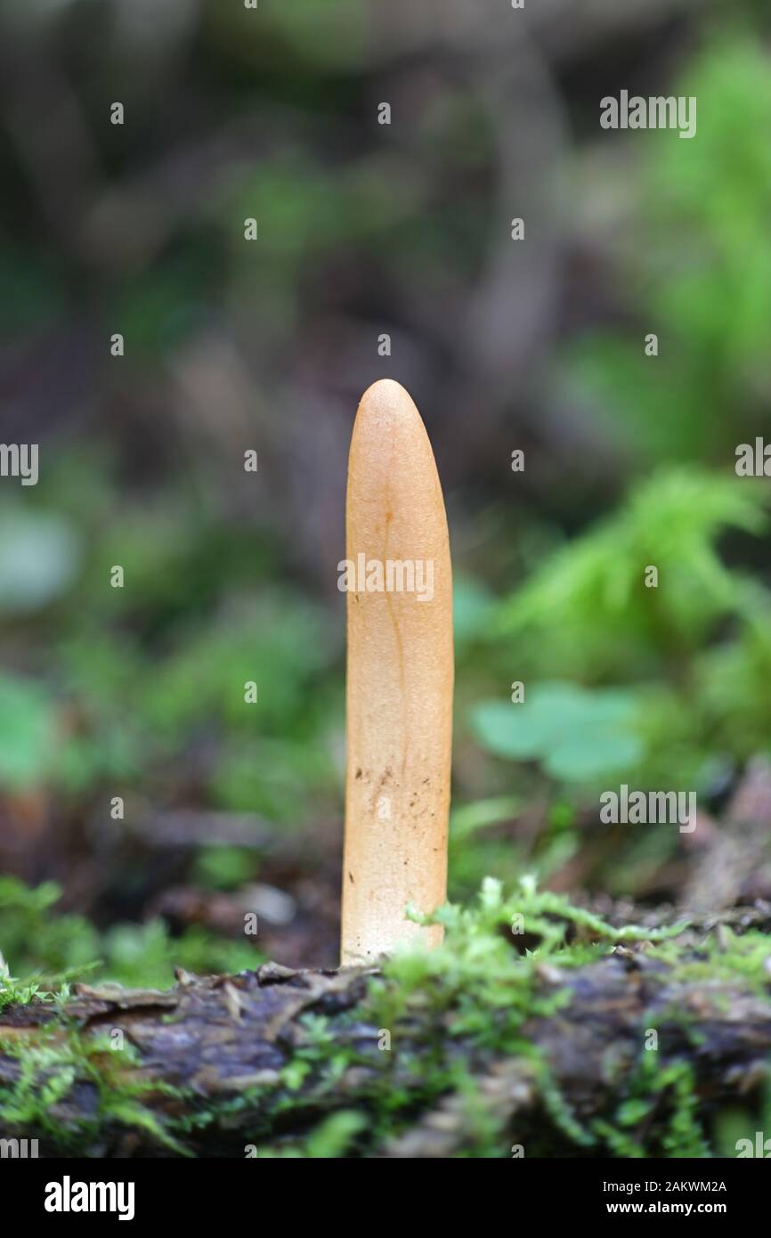 Trichoderma nybergianum, rare fungus with no common name from Finland Stock Photo