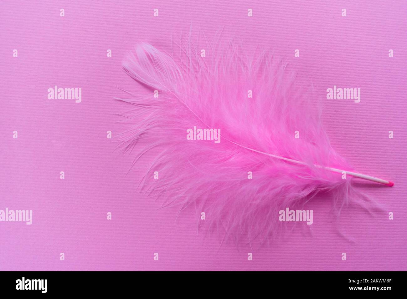 Pink feather isolated on pink background. Copy space. Stock Photo