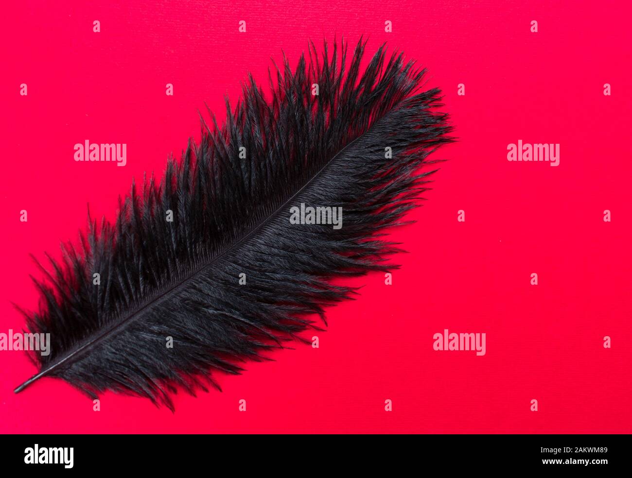red and black ostrich feathers