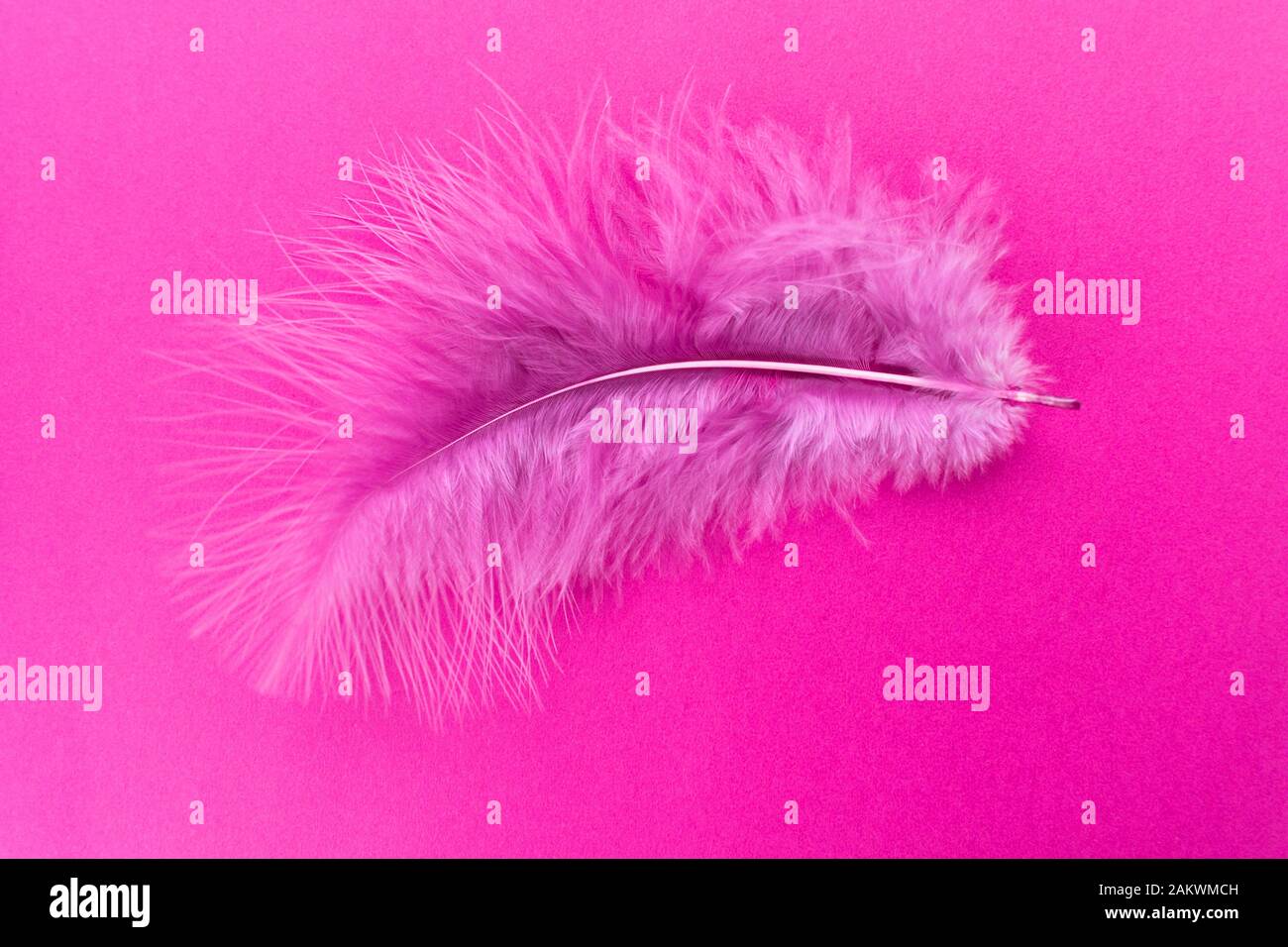 Pink feather isolated on pink background. Copy space. Stock Photo