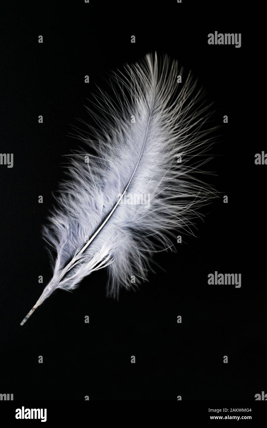 White feather isolated on a black background. Stock Photo