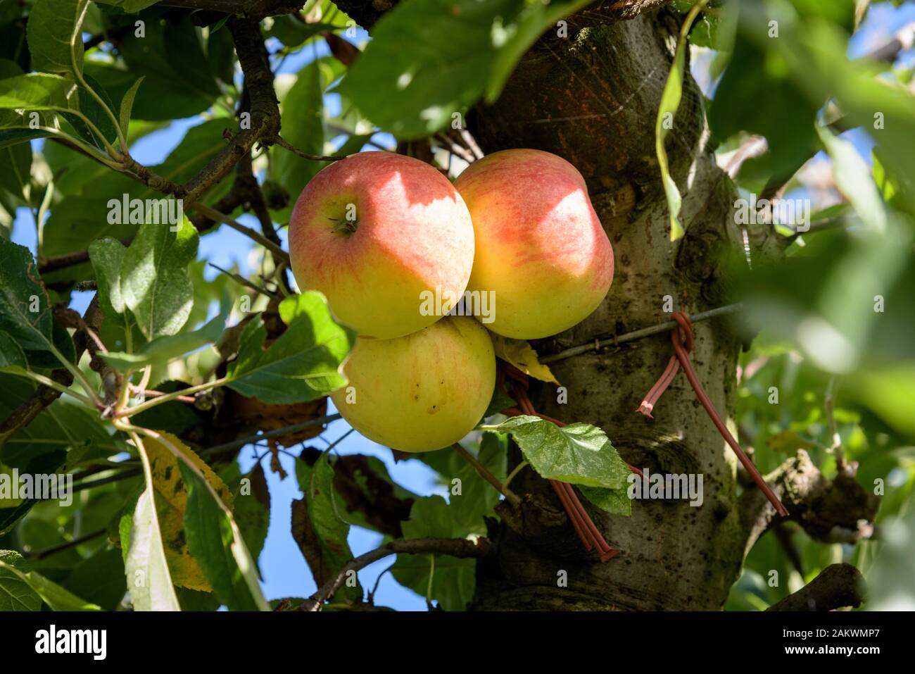 Three ripe apples haning in orchard Stock Photo
