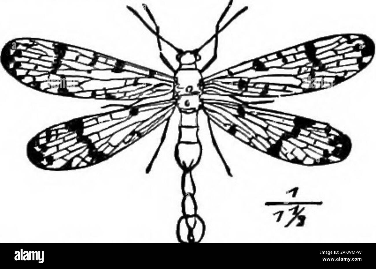 First lesson in zoology : adapted for use in schools . oil stalks. (Natural size.) Ex-. Fig. 1116.—Panorpa or ScorpionFly. CHAPTER XVI. THE NET-VEINED INSECTS WITH A COMPLETE META.MORPHOSIS.* We now come to insects with a complete metamorphosis,the larva being more or less worm-like. The Lace-wi7iged Flies.—Insects ot the order Neuroptera(Greek, nerve-wings) havefree jaws adapted for bit-ing; the tongue (ligula) is entire, large, broad, and Fig. llla.-Chrysopa and its eggs placed rounded, while the pro-thorax is large and square,amples of the order are Oory-dalus, the lace-winged fly {Chry-sop Stock Photo