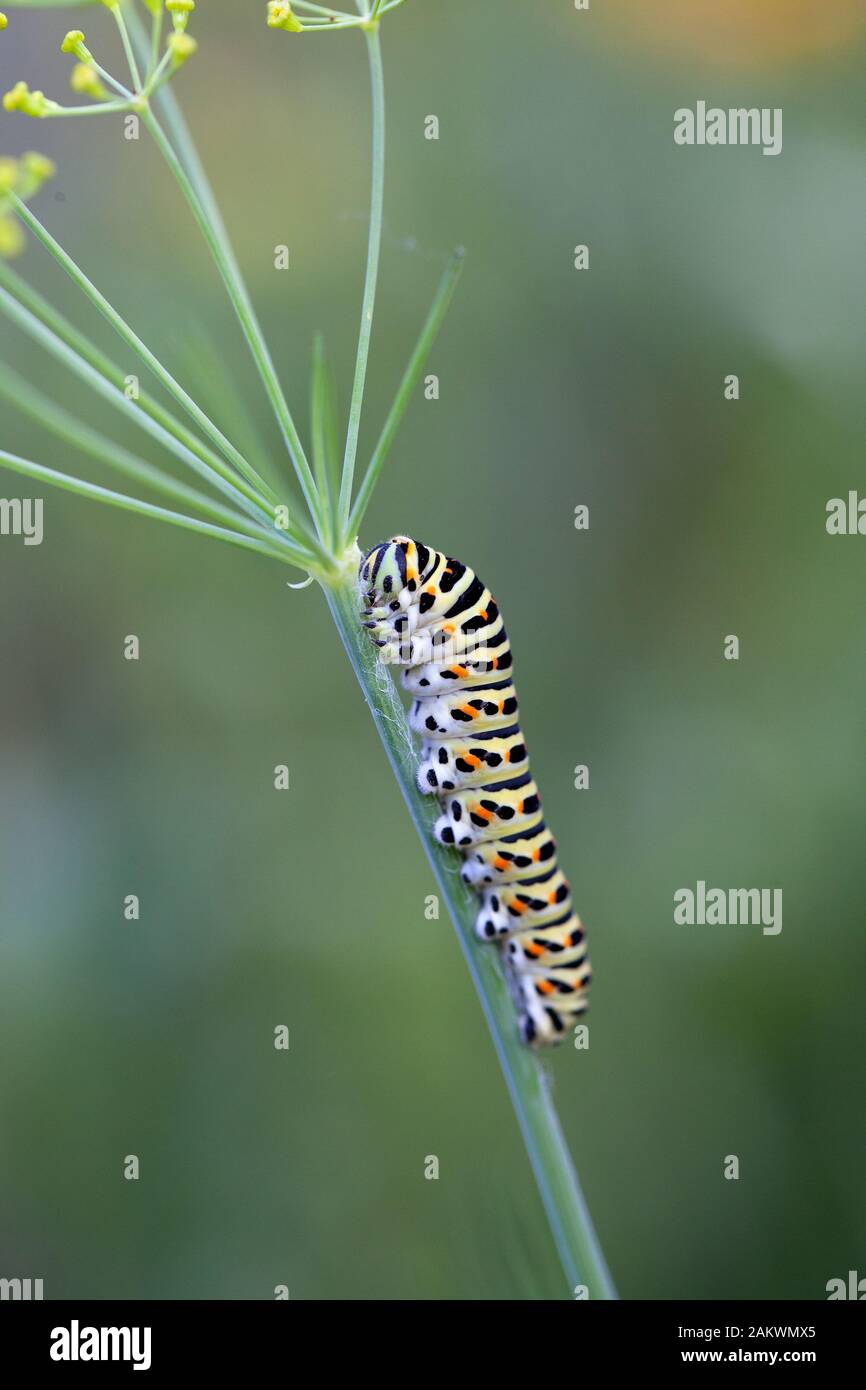 Caterpillar of an Old World swallowtail (Papilio machaon) on a dill stem Stock Photo