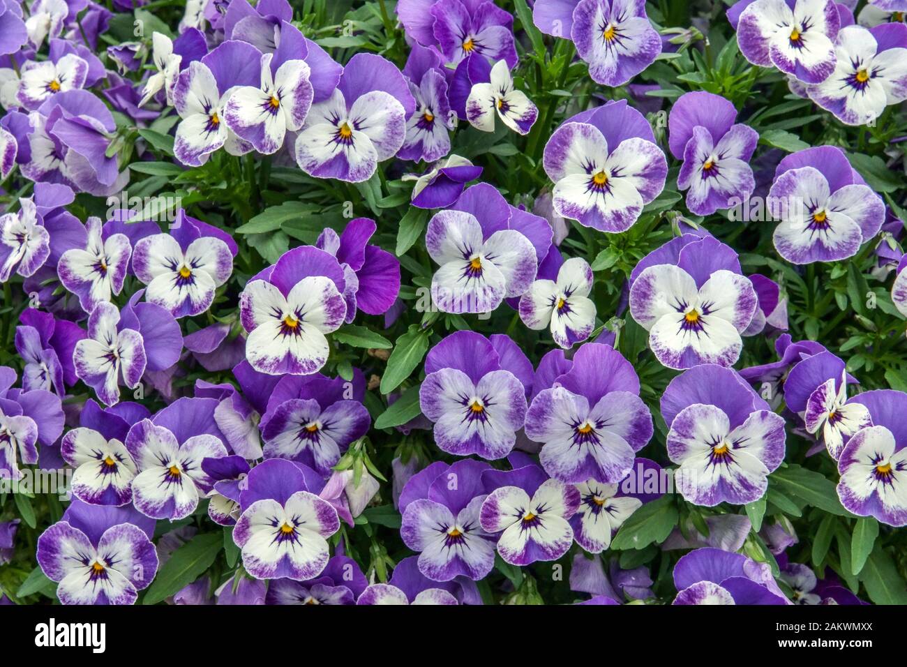 Deep Blue and White pansy flowers Beginning Stock Photo