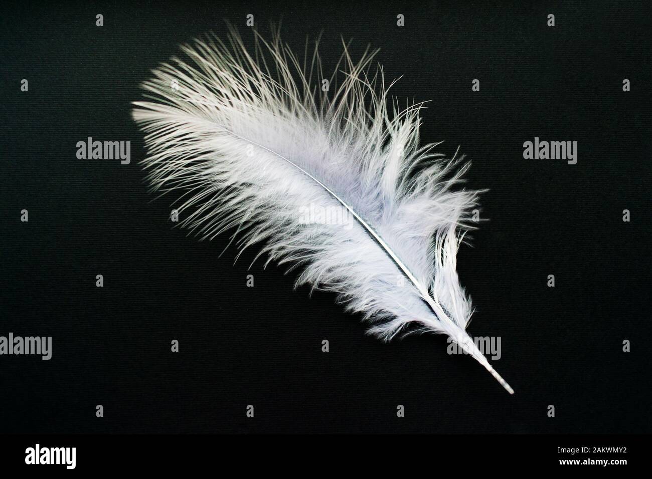 White feather isolated on a black background. Stock Photo