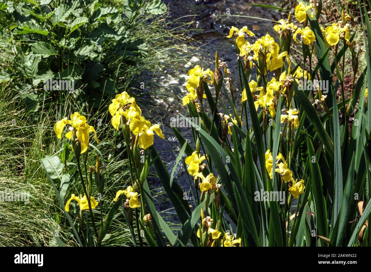 Yellow iris hires stock photography and images Alamy