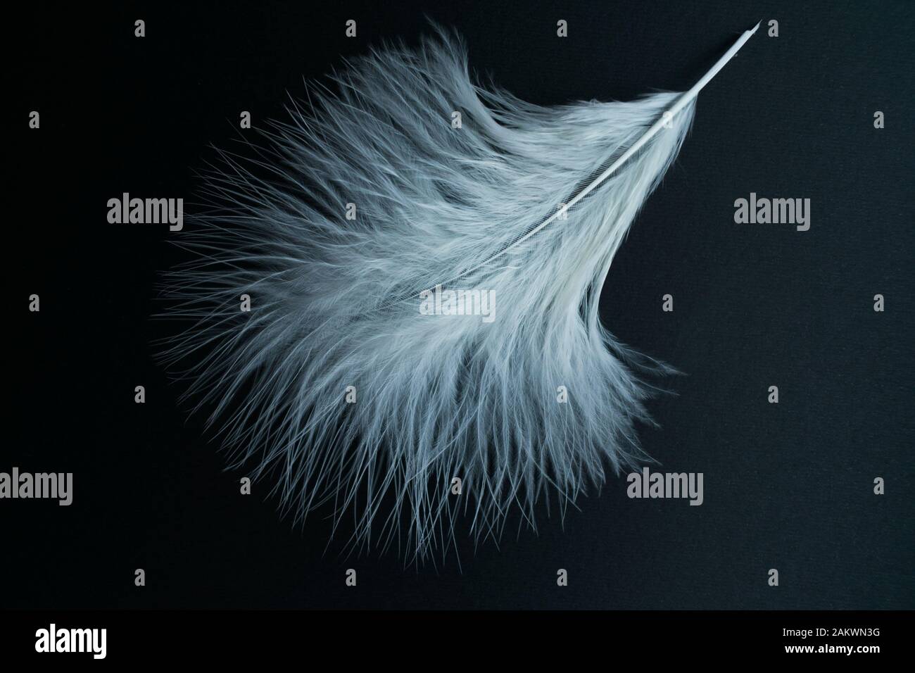 White feather isolated on a black background. Stock Photo