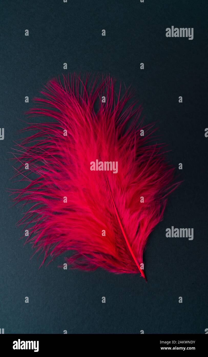 Red feather isolated on a black background. Stock Photo
