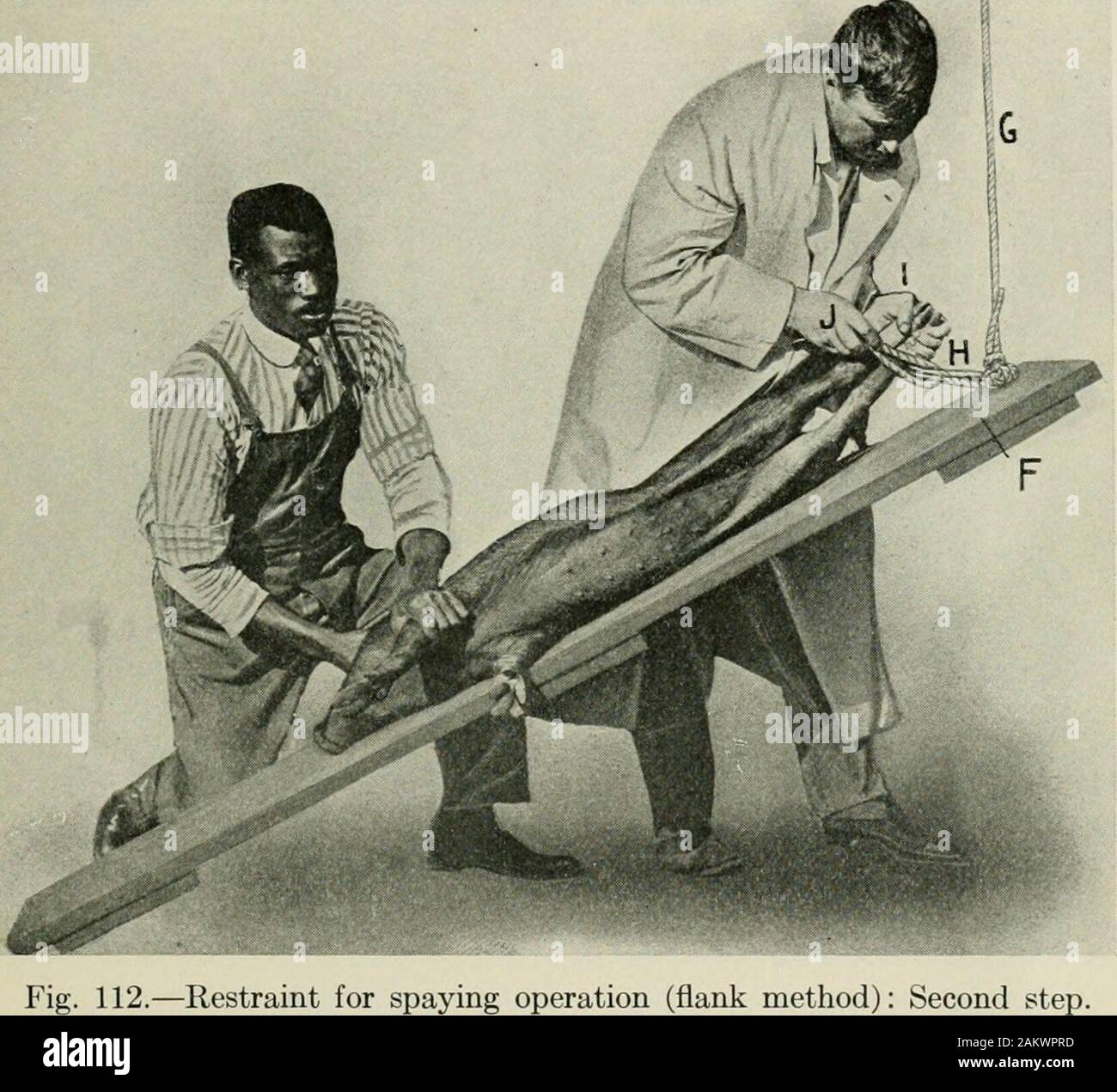 Hog Tie High Resolution Stock Photography and Images Alamy