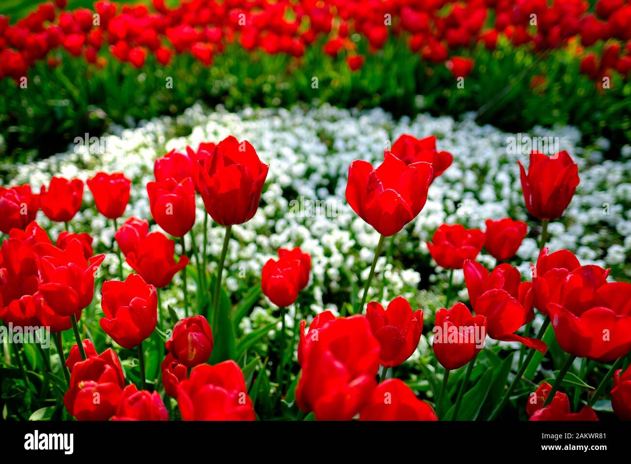 A flowerbed of beautiful red kingsblood tulip flower in spring season with blurry flower background. Stock Photo