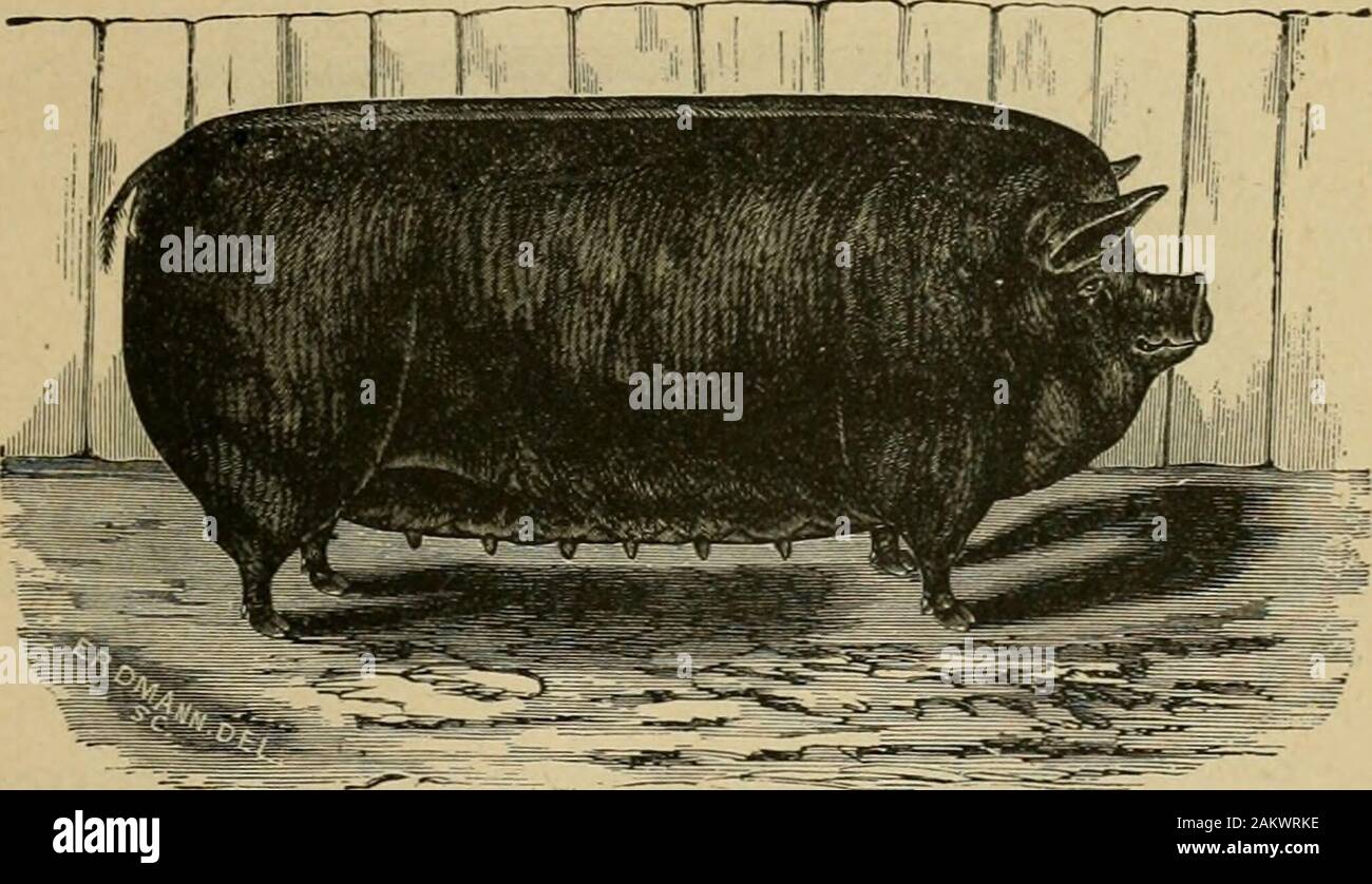 American Farming And Stock Raising With Useful Facts For The Household Devoted To Farming In All Its Departments Pxyj Npnprj Essex Sow Black Prixcess The Essex Are So Quiet So Refined So American Farming And Stock Raising With Useful Facts For The Household Devoted To Farming In All Its Departments Pxyj Npnprj Essex Sow Black Prixcess The Essex Are So Quiet So Refined So