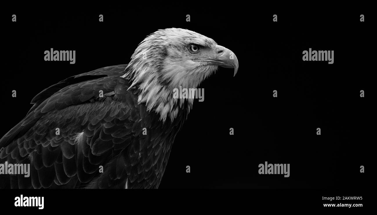 Bald Eagle black and white Stock Photo - Alamy