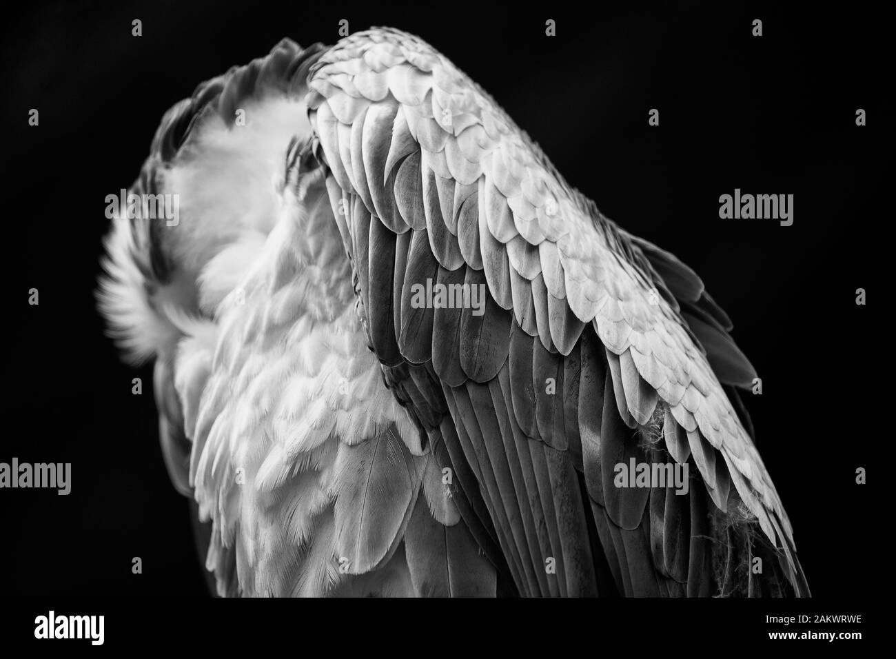griffon vulture Stock Photo