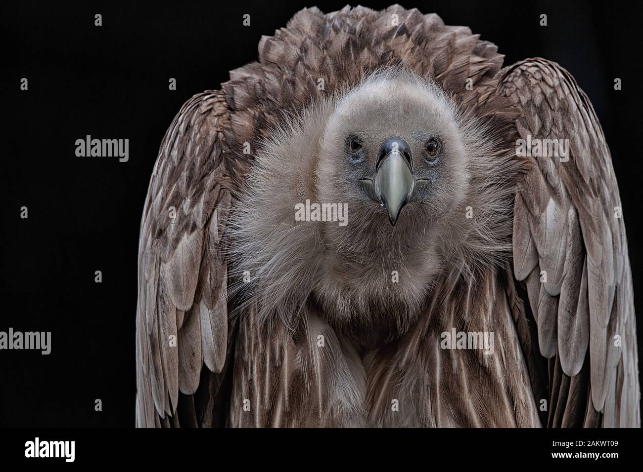 griffon vulture Stock Photo