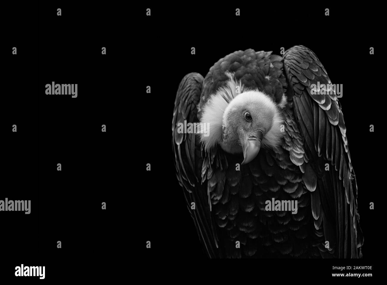 Ruppell vulture Black and White Stock Photos & Images - Alamy