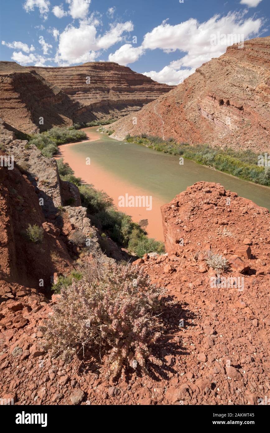 Mixing waters below the confluence of Chinle Wash and the San Juan