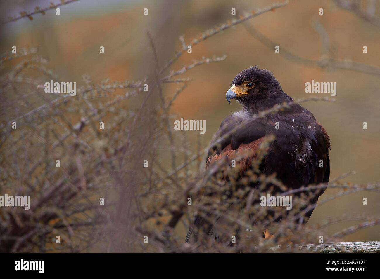 Caracara Stock Photo