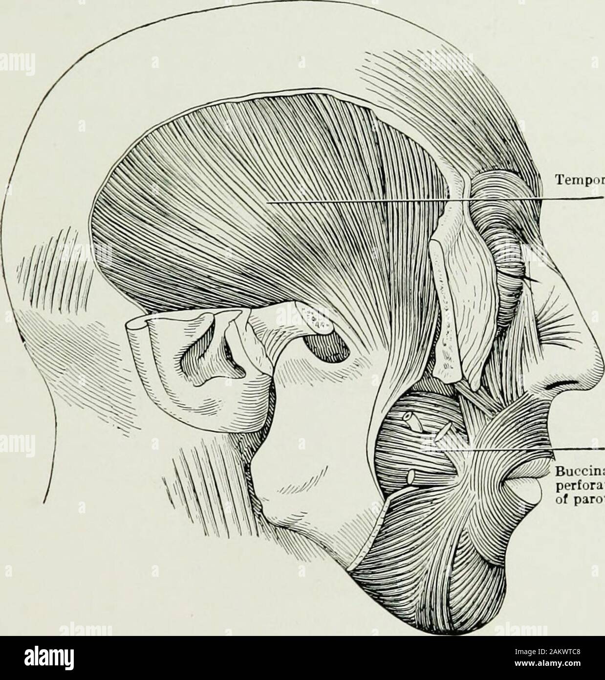War surgery of the faceA treatise on plastic restoration after facial injury by John BRoberts ..Prepared at the suggestion of the subsection on plastic and oral surgery connected with the office of the surgeon generalIllustrated with 256 figures . Fie. 6.— Hyoid or lingual bone. (From Cunningham.) The supraorbital foramen is situated at about the juncture ofthe inner third with the middle third of the supraorbital arch.A line drawn from this point downward and slightly outward,so as to cross the space between the two premolar bicuspid teethin the upper and lower jaws, passes over the infraorbi Stock Photo