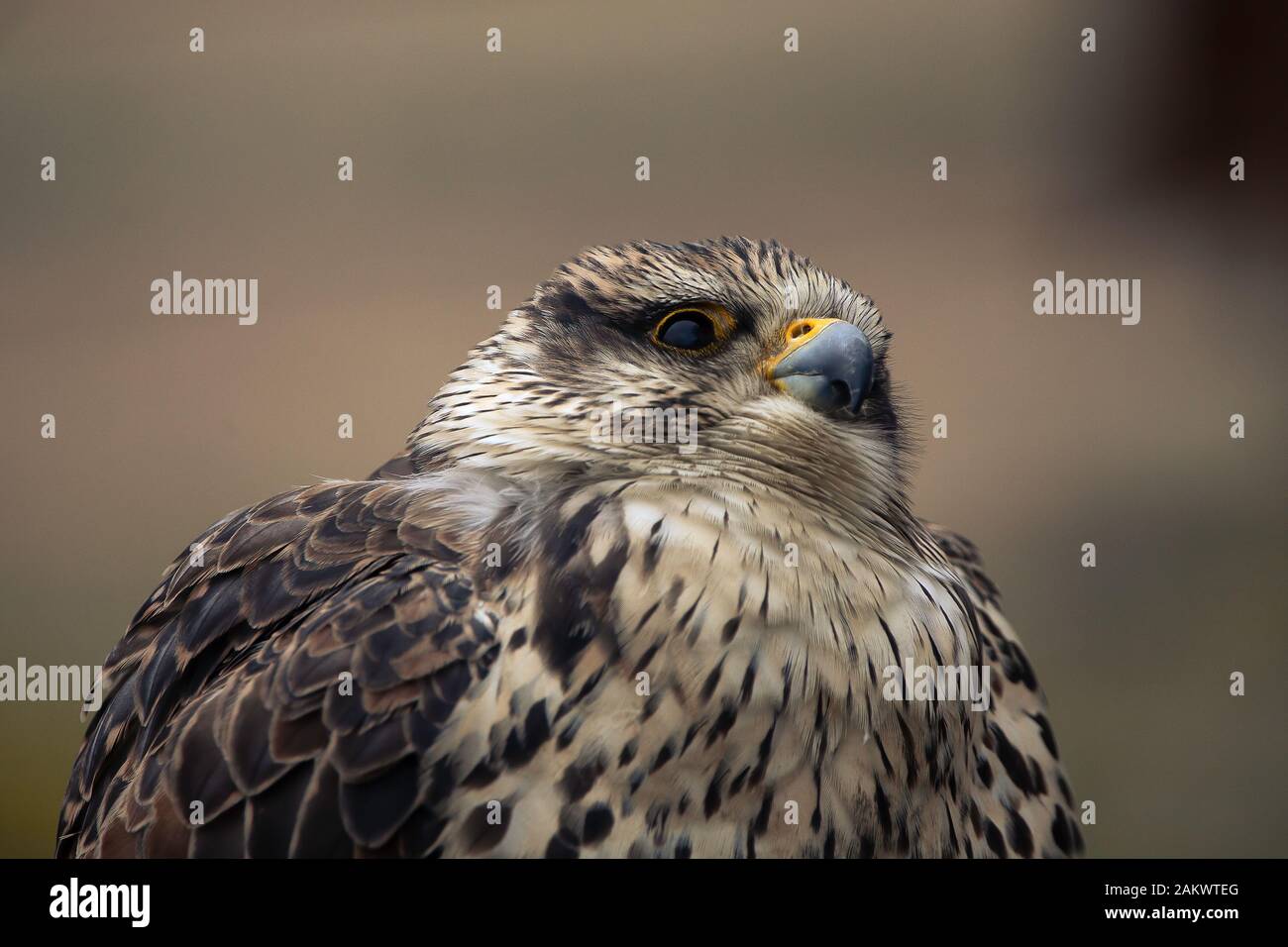 Saker falcon Stock Photo
