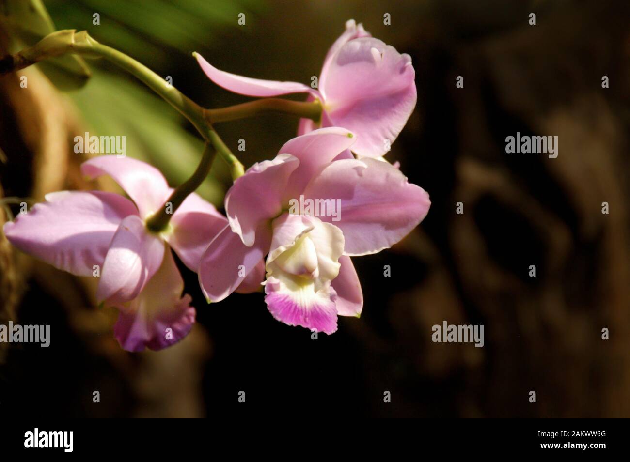 off center pink and purple orchid cluster close up with soft background Stock Photo