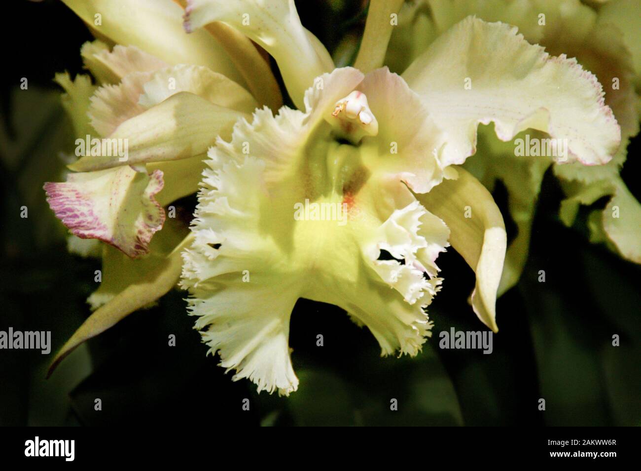 off center yellow orchid cluster close up with soft background Stock Photo