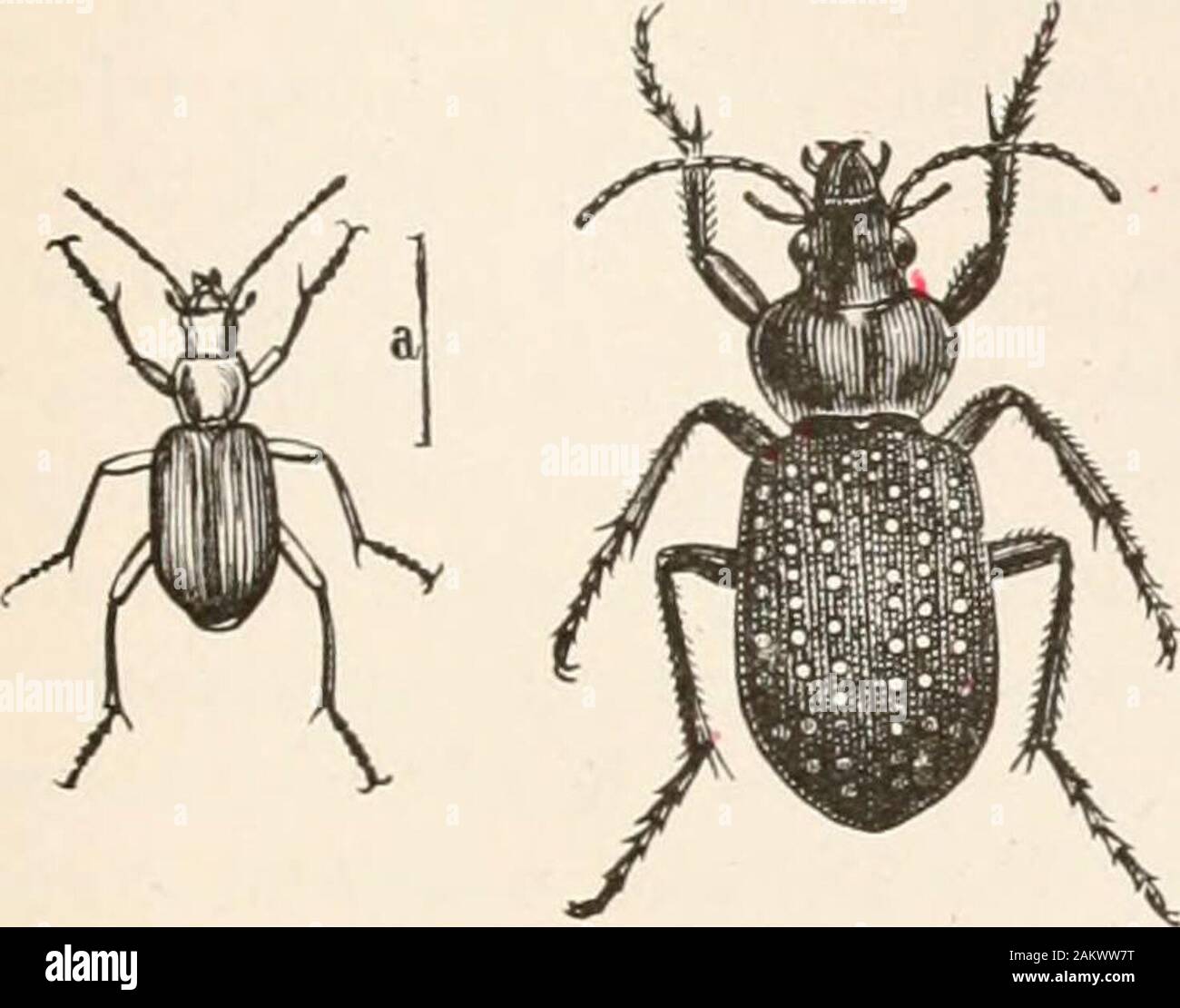 Entomology for beginners; for the use of young folks, fruitgrowers, farmers, and gardeners; . tus Say is a typical form, as isalso Calosoma calidum Fabr.,which climbs trees after cat- FIG. 130.— Harpalus caliginosus. naturalsize; larva of undetermined species,enlarged 3 times. erpillars. Platynus cupripenne Say; Brachinus fumans Fabr. Family Cicindelidse.—Antenna? on the front above the base of themandibles; ligula small; female abdomen with 6, male with 7, segments. ORDER SIPHONAPTERA. 115 The tiger-beetles not only run with agility, but have a light, swift. Stock Photo