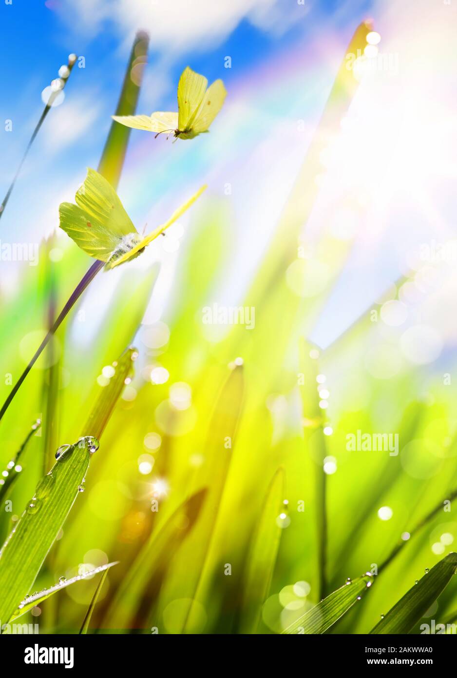 Rainbow sky butterfly hi-res stock photography and images - Alamy