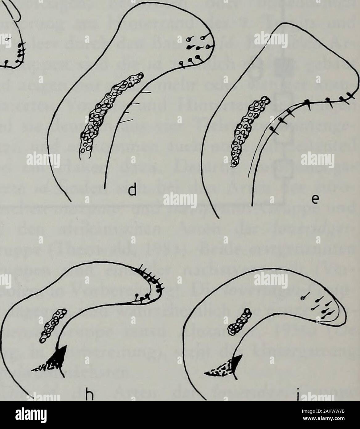 Tijdschrift voor entomologie . ten haben den Haken stark verlängert, einedeutliche Apomorphie. Die afrotropischen Arten haben ihn, wie so-ror, von der Basis bis zum Ende konisch zuge-spitzt, bei den palaearktischen Arten steht aufder Basis ein langer Dorn, eine Apomorphie ge-genüber dem konisch zugespitzten Haken (vgl.Abb. 20a—d). Alle afrotropischen Arten, incl. soror, habendie Innenseite des îW-Vorderteils deutlich be-haart wie die Arten der loveridgei-Grxx-ppt, beiden palaearktischen Arten dagegen ist sie unbe-haart, eine Apomorphie. Bei primitiven Tipuli-den ist die Innenseite des id fast Stock Photo