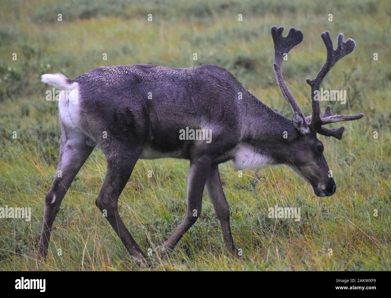 Caribou in Alaska Stock Photo Alamy