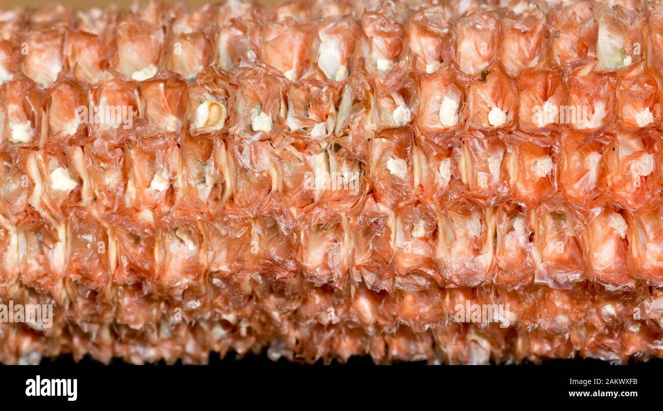 Corn Cob Toilet Paper