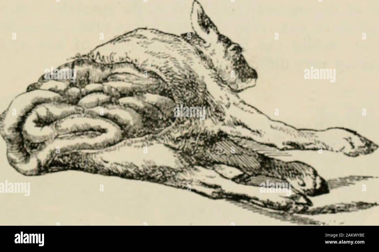 A text-book of veterinary obstetrics : including the diseases and accidents incidental to pregnancy, parturition and early age in the domesticated animals . Fig. >iELi..v () ; Perosomits jiiendotceluti (): Vig. A text-book of veterinary obstetrics : including the diseases and accidents incidental to pregnancy, parturition and early age in the domesticated animals . Fig. >iELi..v () ; Perosomits jiiendotceluti (): Vig.
