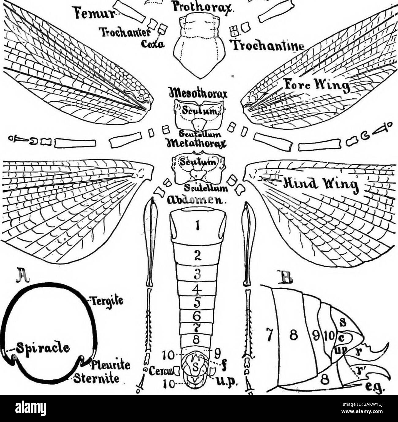 First lesson in zoology : adapted for use in schools . ^K Til.vS?*S if^™^ tpUwwuw. wm 1.^. Fio. 97.-Extemal anatomy of Caloptenus spretus, the.headand thorax disjointed. (To face page 91.) CHAPTER XII.MILLEPEDES AND CENTIPEDES.* The millepedes and centipedes are examples of the classMyriopoda, so called from tlie numerous feet they possess.If we examine a common millepede, called Julus, whichmay be found under sticks and dead leaves in damp places,its body will be seen to consist of a head with short anten-nae succeeded by a large number of cylindrical segments,each bearing two pairs of feet, Stock Photo