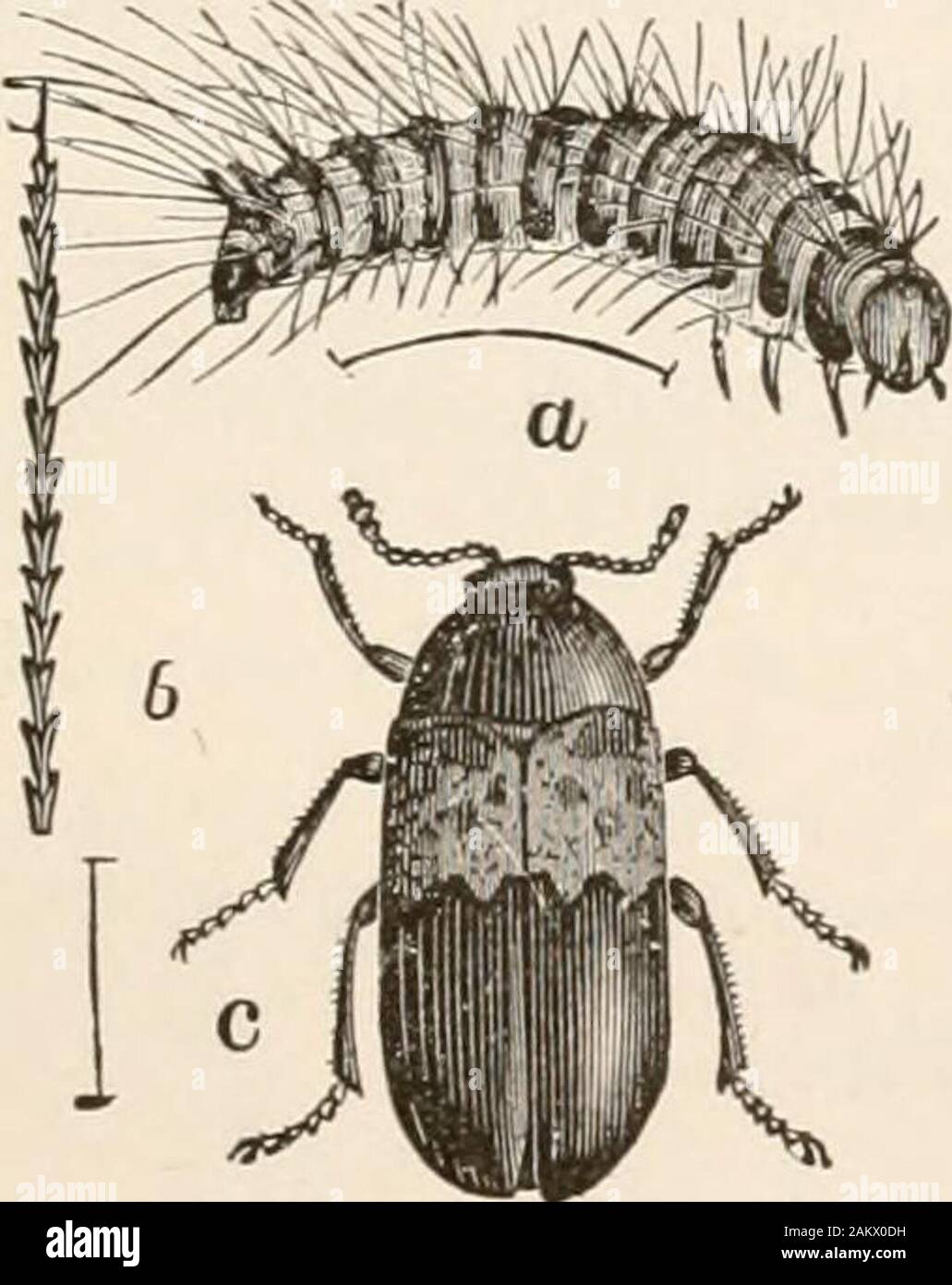Entomology for beginners; for the use of young folks, fruitgrowers, farmers, and gardeners; . FIG. 120.—Larva of His-ter merdarius. FIG. 1;!!.— Museum pest, a, pupa; 6, larva. museum pest is Anthrenus varius Fabr. (Fig. 121). A. scrophula-rweLiun. is the carpet beetle, introduced from Europe. Family Mycetophagidae.—Body flattened; head free. Living onfungi and under bark. Mycetopltaguspunctatus Say.. Stock Photo