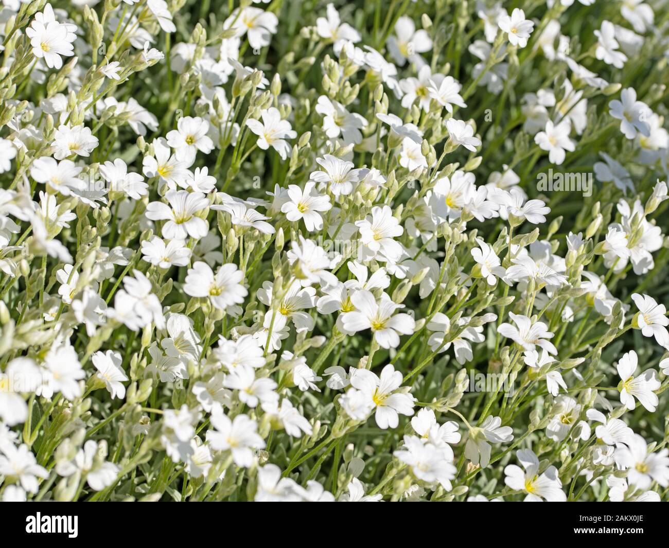 Felted hornwort, Cerastium tomentosum, in spring Stock Photo